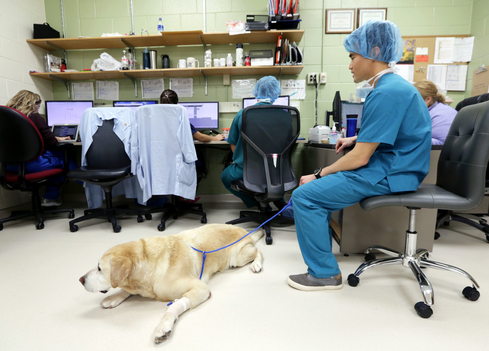 Vet Med dog